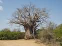 Ampliar Foto: Parque Kruger, Baobab - Sudafrica